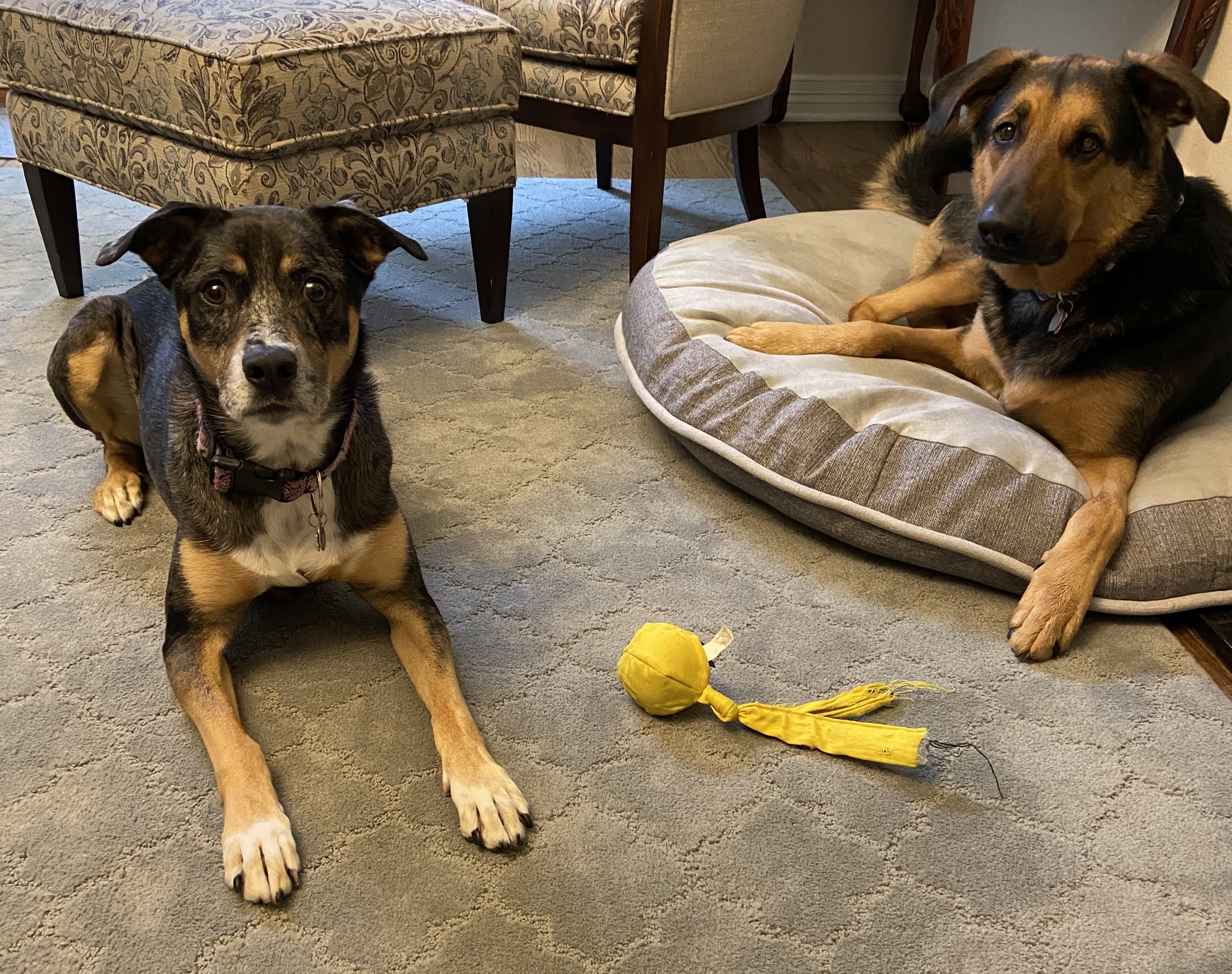 Yellow Ball with Tails - Dogs