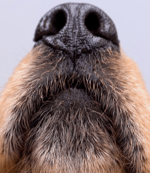 sniffer-reference-photo-1.png?