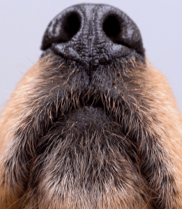 Dog nose reference photo