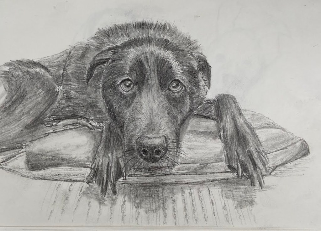 Vedder the soulful black lab dog. Graphite on paper drawing.