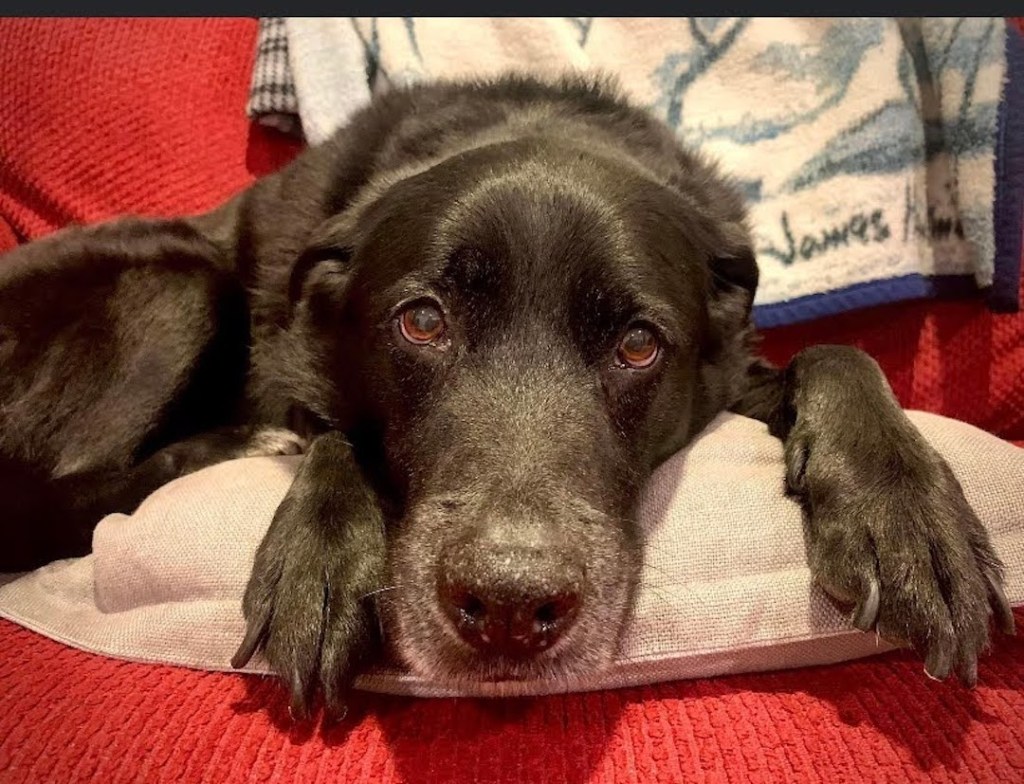 Vedder the soulful black lab dog